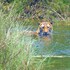 mango tree lodge
