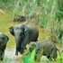 mango tree lodge