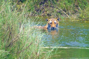mango tree lodge