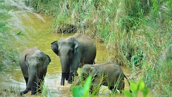 mango tree lodge