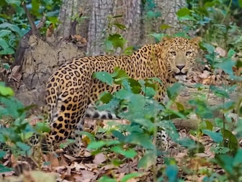 bardia