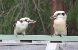 margaret river