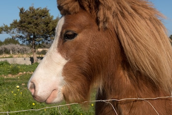 apartamentos boutique formentera