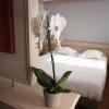 logis hotel cottage dudelange