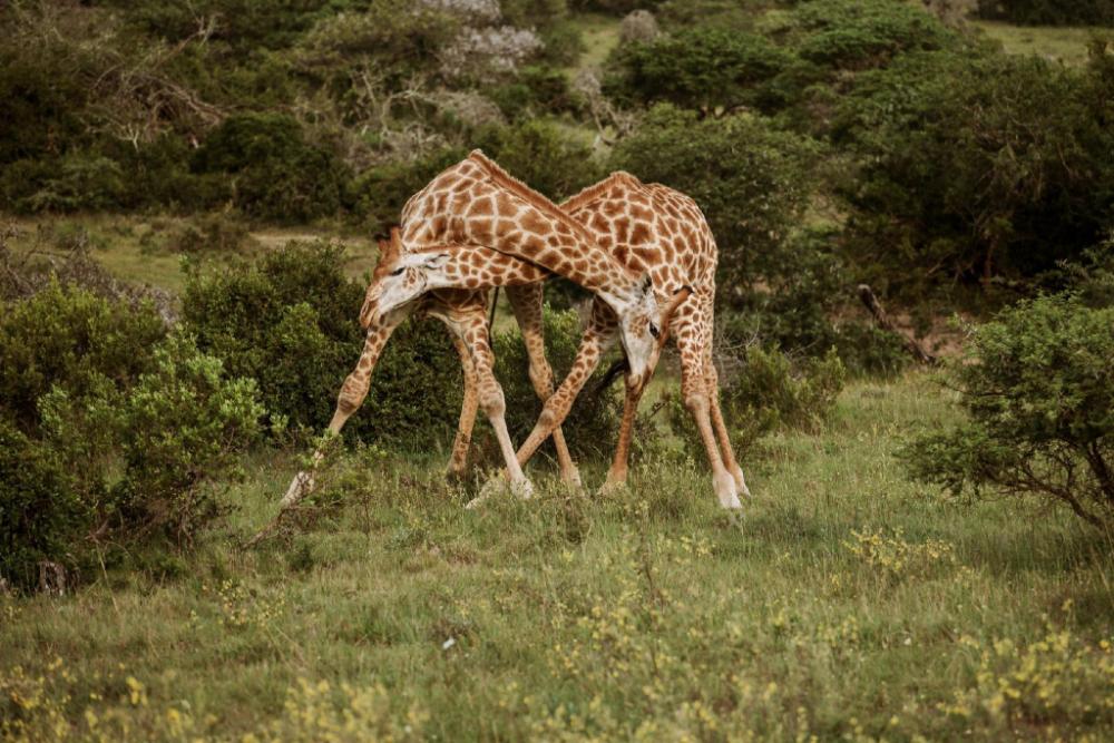 bush lodge amakhala gr