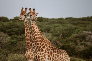 bush lodge amakhala gr