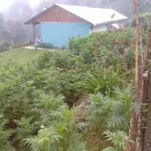 vamoose sai lakshmi homestay