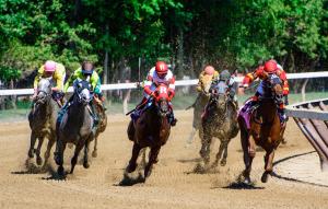 bluebird spa city motor lodge