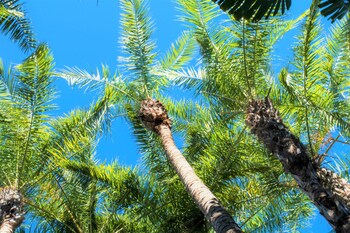 siesta palms by the beach