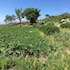 fattoria terranova