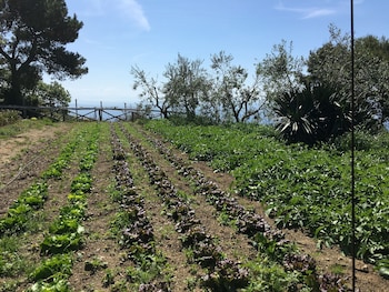 fattoria terranova
