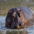 ezulwini game lodges