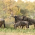 ezulwini game lodges