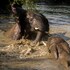 ezulwini game lodges
