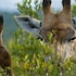 ezulwini game lodges