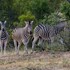 ezulwini game lodges