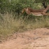 ezulwini game lodges