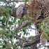 ezulwini game lodges