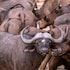 ezulwini game lodges