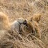 ezulwini game lodges