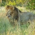 ezulwini game lodges