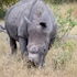 ezulwini game lodges