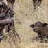 ezulwini game lodges