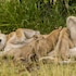 ezulwini game lodges