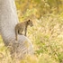 ezulwini game lodges