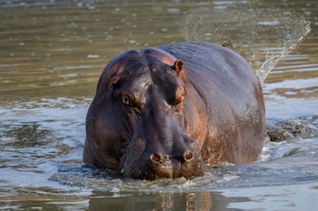 ezulwini game lodges