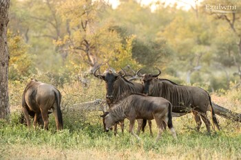 ezulwini game lodges