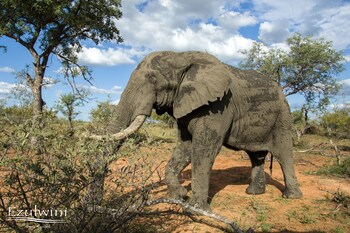 ezulwini game lodges