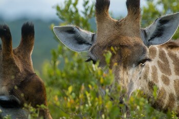 ezulwini game lodges