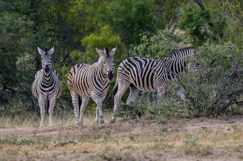 ezulwini game lodges