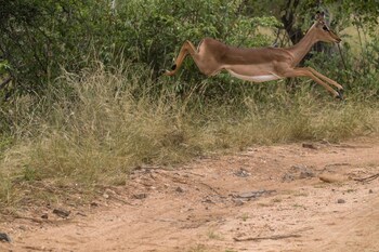 ezulwini game lodges