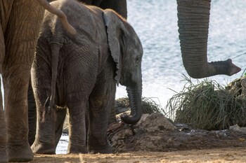 ezulwini game lodges