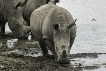 ezulwini game lodges