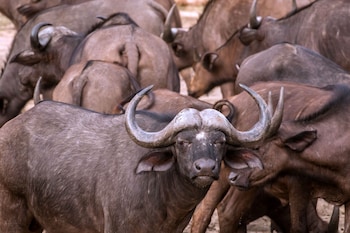 ezulwini game lodges