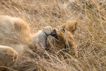 ezulwini game lodges
