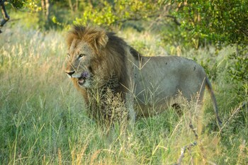 ezulwini game lodges