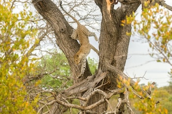 ezulwini game lodges