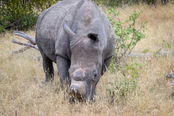 ezulwini game lodges