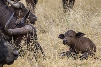 ezulwini game lodges