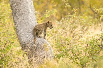 ezulwini game lodges
