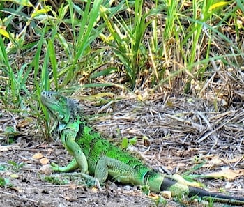 san ignacio