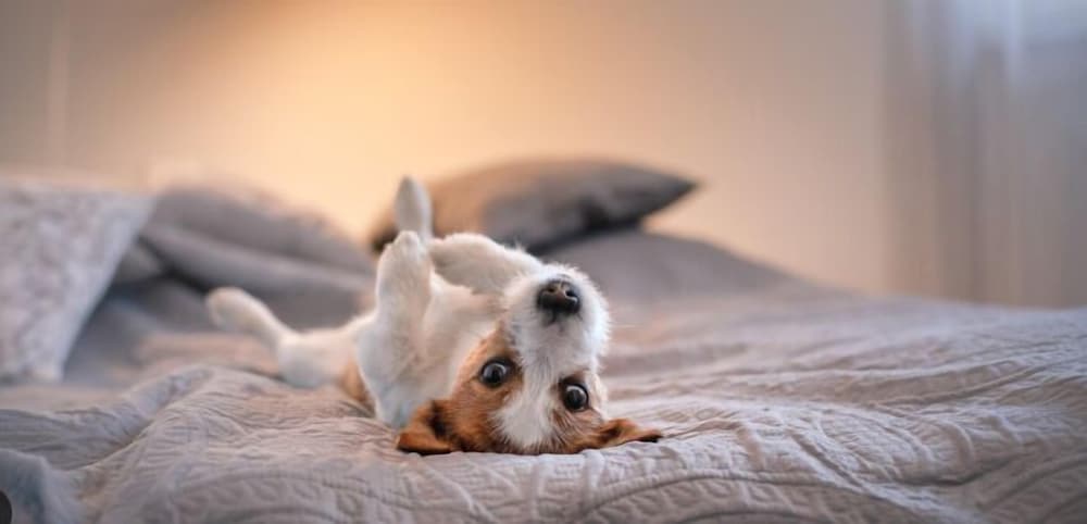 pilar de la horadada