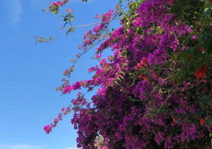 pousada halliny do rosa