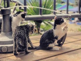 hand seeking alishan sunrise