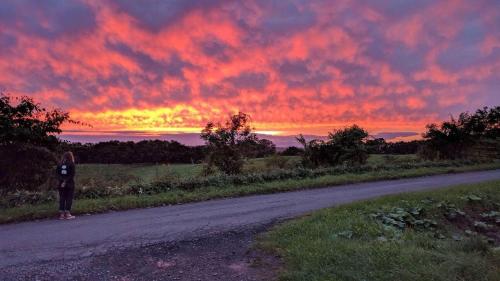 guest house heartn tree