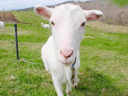 guest house heartn tree